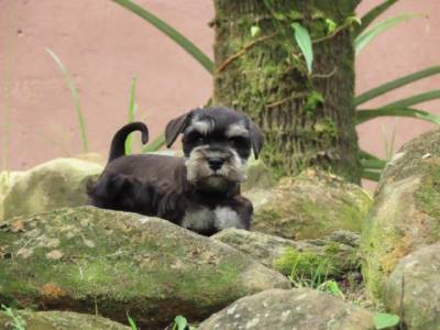 SCHNAUZER MINIATURA  FILHOTE FMEA PRETA E PRATA  TAJJ MAHALL CURITIBA LINDSSIMA MICROCHIP