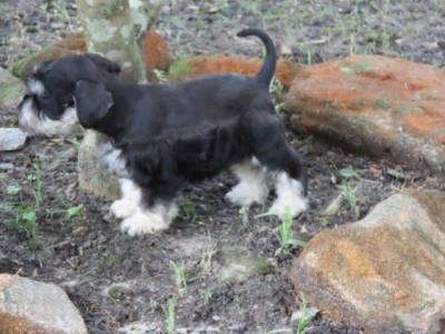 SCHNAUZER MINIATURA  FILHOTE FMEA PRETA E PRATA  TAJJ MAHALL CURITIBA LINDSSIMA MICROCHIP