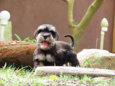 SCHNAUZER MINIATURA  FILHOTE FMEA PRETA E PRATA  TAJJ MAHALL CURITIBA LINDSSIMA MICROCHIP