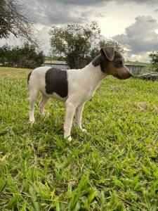 FOX PAULISTINHAS CRIADOS POR MDICA  VETERINRIA E EM PROMOO APROVEITE TEMOS EM DIVERSAS CORES