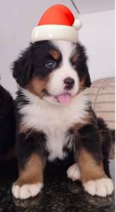 FILHOTES DE BERNESE MOUTAIN DOG DISPONVEL