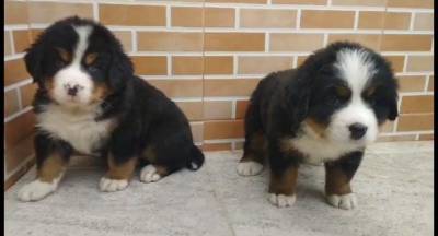 FILHOTES DE BERNESE MOUTAIN DOG DISPONVEL