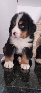 FILHOTES DE BERNESE MOUTAIN DOG DISPONVEL