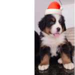 Bernese Mountain Dog FILHOTES DE BERNESE MOUTAIN DOG DISPONVEIS So Paulo Cotia Granja Viana