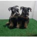 Schnauzer Miniatura (ano) Schnauzer Miniatura Fmea  com pedigree Pernambuco Olinda