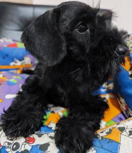 Schnauzer mini