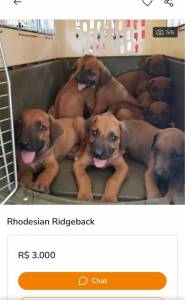 FILHOTES DE RHODESIAN RIDGEBACK