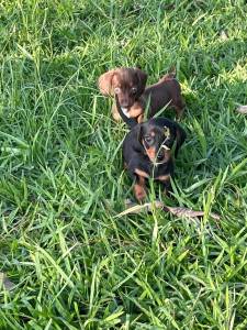 COMEE O ANO NOVO COM UM TECKEL DO NOSSO CANIL AQUI SEU FILHOTE  CRIADO POR VETERINRIA