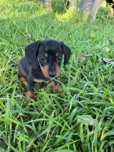 COMEE O ANO NOVO COM UM TECKEL DO NOSSO CANIL AQUI SEU FILHOTE  CRIADO POR VETERINRIA