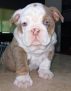 Bulldog ingls com olhos azuis