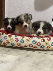 NOSSOS FILHOTES DE BORDER COLLIE SO CRIADOS POR VETERINRIA