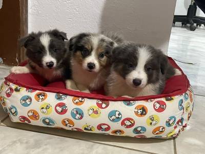 AQUI SEU BORDER COLLIE TEM DIFERENCIAIS E  CRIADO POR MDICA VETERINRIA