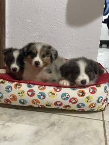 AQUI SEU BORDER COLLIE TEM DIFERENCIAIS E  CRIADO POR MDICA VETERINRIA