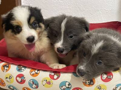 AQUI SEU BORDER COLLIE TEM DIFERENCIAIS E  CRIADO POR MDICA VETERINRIA