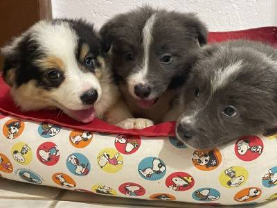 NOSSOS FILHOTES DE BORDER COLLIE SO CRIADOS POR VETERINRIA