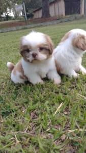 NOSSOS SHIH TZS VO ALEGRAR O SEU ANO NOVO CES LINDOS CRIADOS POR VETERINRIA