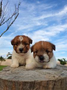 Jack Russell terrier plo cerdoso Lop