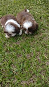 NOSSOS SHIH TZS VO ALEGRAR O SEU ANO NOVO CES LINDOS CRIADOS POR VETERINRIA