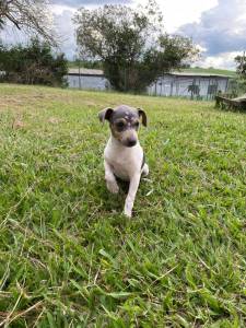 FOX PAULISTINHAS EM CORES RARAS  PRONTA ENTREGA CRIAO VETERINRIA