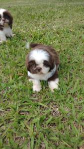 SHIH TZS  PRONTA ENTREGA E CRIADOS POR MDICA VETERINRIA