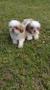 SHIH TZS  PRONTA ENTREGA E CRIADOS POR MDICA VETERINRIA