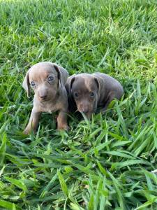 TECKELS EM CORES RARAS E CRIADOS POR MDICA VETERINRIA