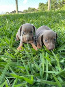 TECKELS EM CORES RARAS E CRIADOS POR MDICA VETERINRIA