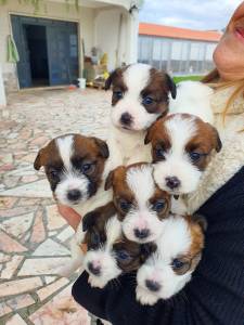 Jack Russell terrier desdentes de Multi campes