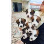 Jack Russel Terrier Jack Russell terrier desdentes de Multi campes Lisboa Santa Iria Azoia