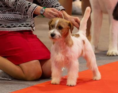 Jack Russell terrier desdentes de Multi campes