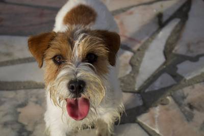 Jack Russell terrier desdentes de Multi campes