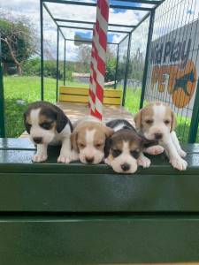 NOSSOS BEAGLES SO CRIADOS POR MDICA VETERINRIA FILHOTES  VENDA