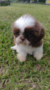 SHIH TZS LINDOS SAUDVEIS E CRIADOS POR MDICA VETERINRIA