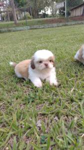 SHIH TZS LINDOS SAUDVEIS E CRIADOS POR MDICA VETERINRIA