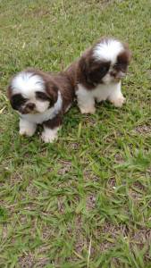 SHIH TZS LINDOS SAUDVEIS E CRIADOS POR MDICA VETERINRIA