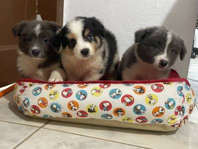 FILHOTES DE BORDER COLLIE  VENDA FOTOS REAIS CES CRIADOS POR VETERINRIA