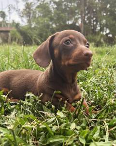 Dachshund miniatura pelo curto filhotes machos e fmeas vrias cores