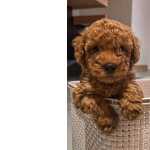 Poodle Toy Poodle toy red lindos filhotes disponveis So Paulo So Paulo