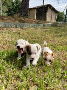 FILHOTINHOS DE JACK RUSSEL QUE VALEM A PENA CONFERIR CES LINDOS CRIADOS POR MDICA VETERINRIA