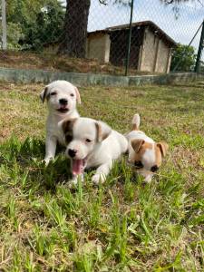 FILHOTINHOS DE JACK RUSSEL QUE VALEM A PENA CONFERIR CES LINDOS CRIADOS POR MDICA VETERINRIA