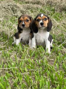 FILHOTES DE BEAGLES QUE VALE A PENA CONFERIR LINDOS MESMO