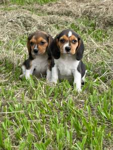 FILHOTES DE BEAGLES QUE VALE A PENA CONFERIR LINDOS MESMO