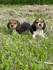 FILHOTES DE BEAGLES QUE VALE A PENA CONFERIR LINDOS MESMO