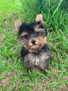 LINDOS YORKSHIRES  VENDA CRIADOS POR MDICA VETERINRIA