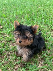 LINDOS YORKSHIRES  VENDA CRIADOS POR MDICA VETERINRIA