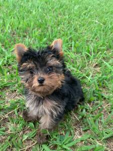 LINDOS YORKSHIRES  VENDA CRIADOS POR MDICA VETERINRIA