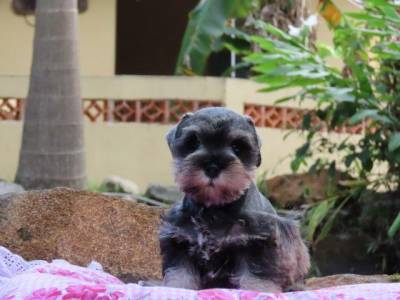 SCHNAUZER MINIATURA FMEA LINDSSIMA SAL E PIMENTA TAJJ MAHALL  MICROCHIPADA  CURITIBA  DISPONVEL