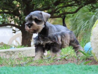 SCHNAUZER MINIATURA FMEA LINDSSIMA SAL E PIMENTA TAJJ MAHALL  MICROCHIPADA  CURITIBA  DISPONVEL