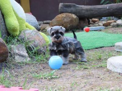 SCHNAUZER MINIATURA FMEA LINDSSIMA SAL E PIMENTA TAJJ MAHALL  MICROCHIPADA  CURITIBA  DISPONVEL