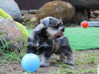 SCHNAUZER MINIATURA FMEA LINDSSIMA SAL E PIMENTA TAJJ MAHALL  MICROCHIPADA  CURITIBA  DISPONVEL